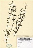 藏品(向天盞)的圖片